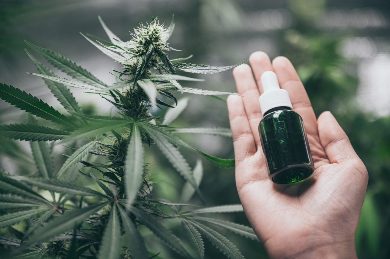 Commercial hemp farming in a greenhouse. Industrial hemp grown to produce CBD oil